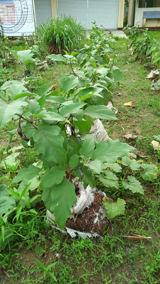 Organic Farming 